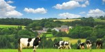 Cows in a pasture