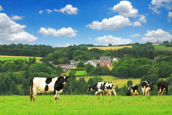 Cows in a pasture