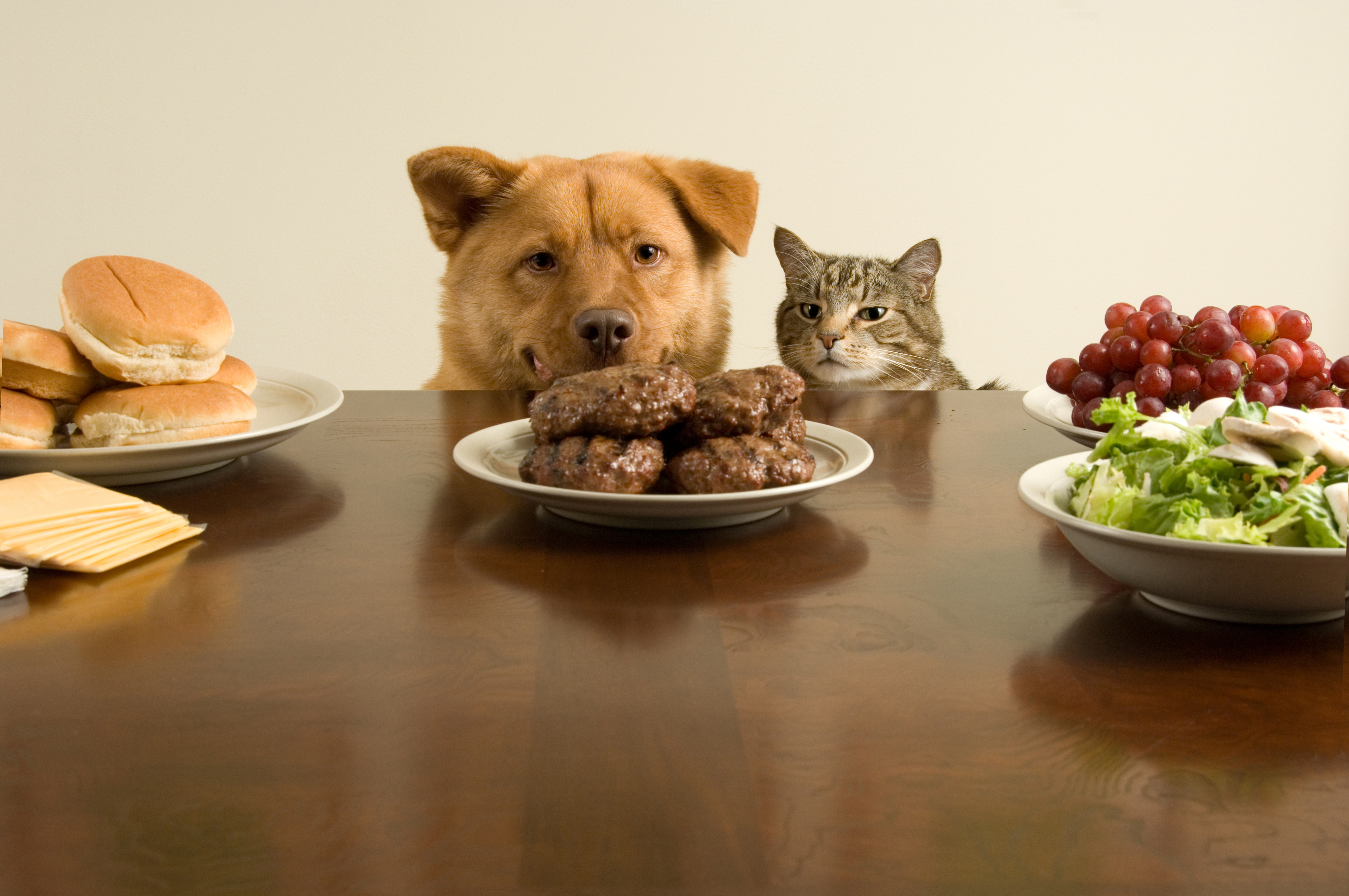 This time, we go on the count of one. (Dog and cat ready for the feast)