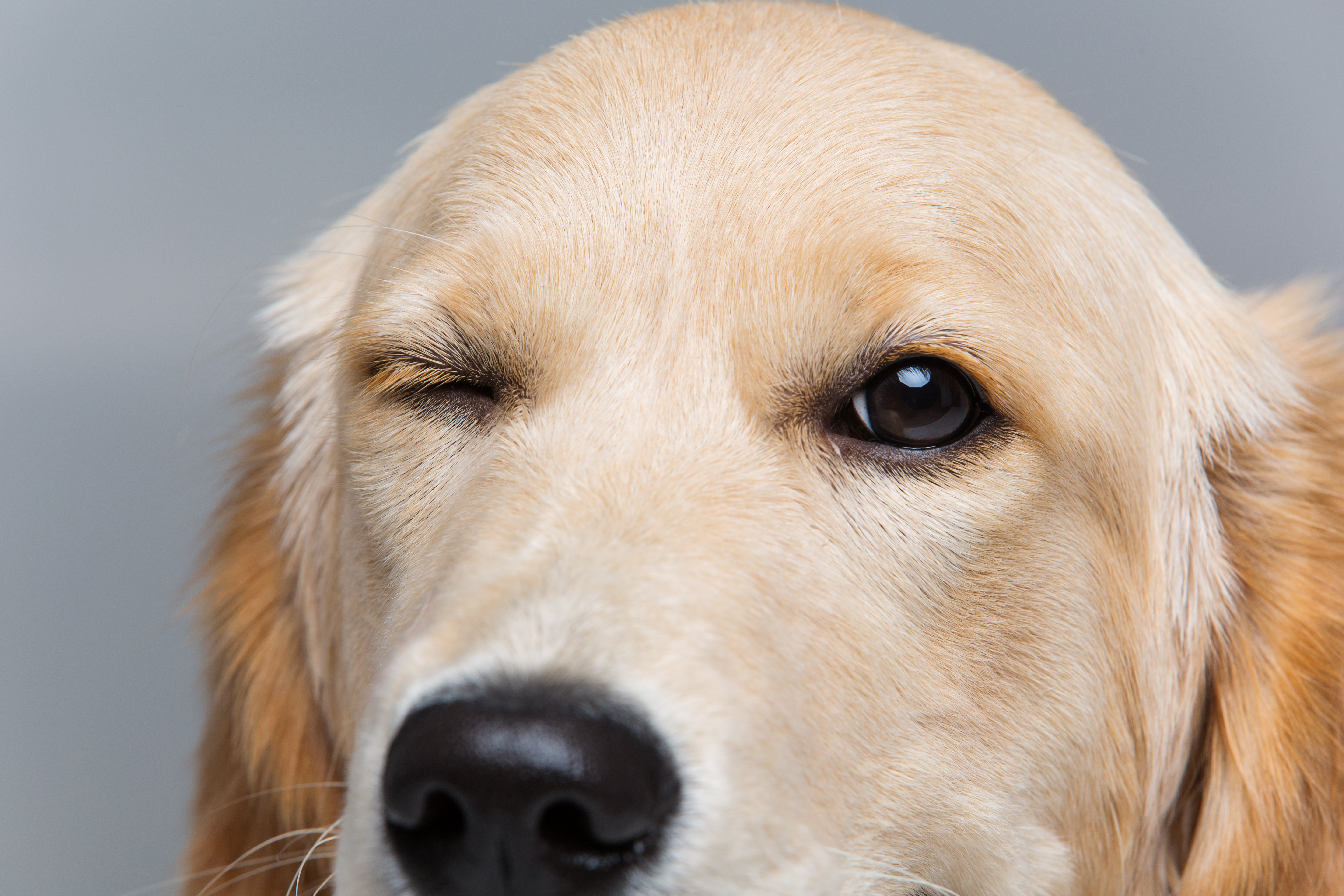 Young beautiul golden retriever dog winking with one eye. Closeup shot. Over grey background.