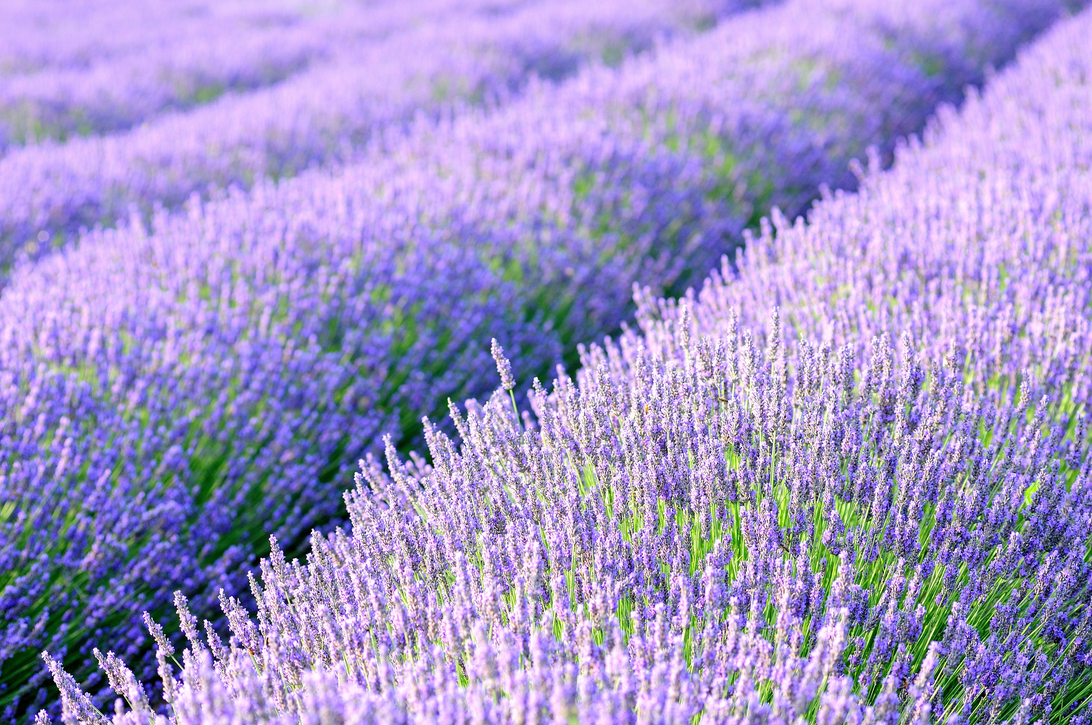 lavander fields detail