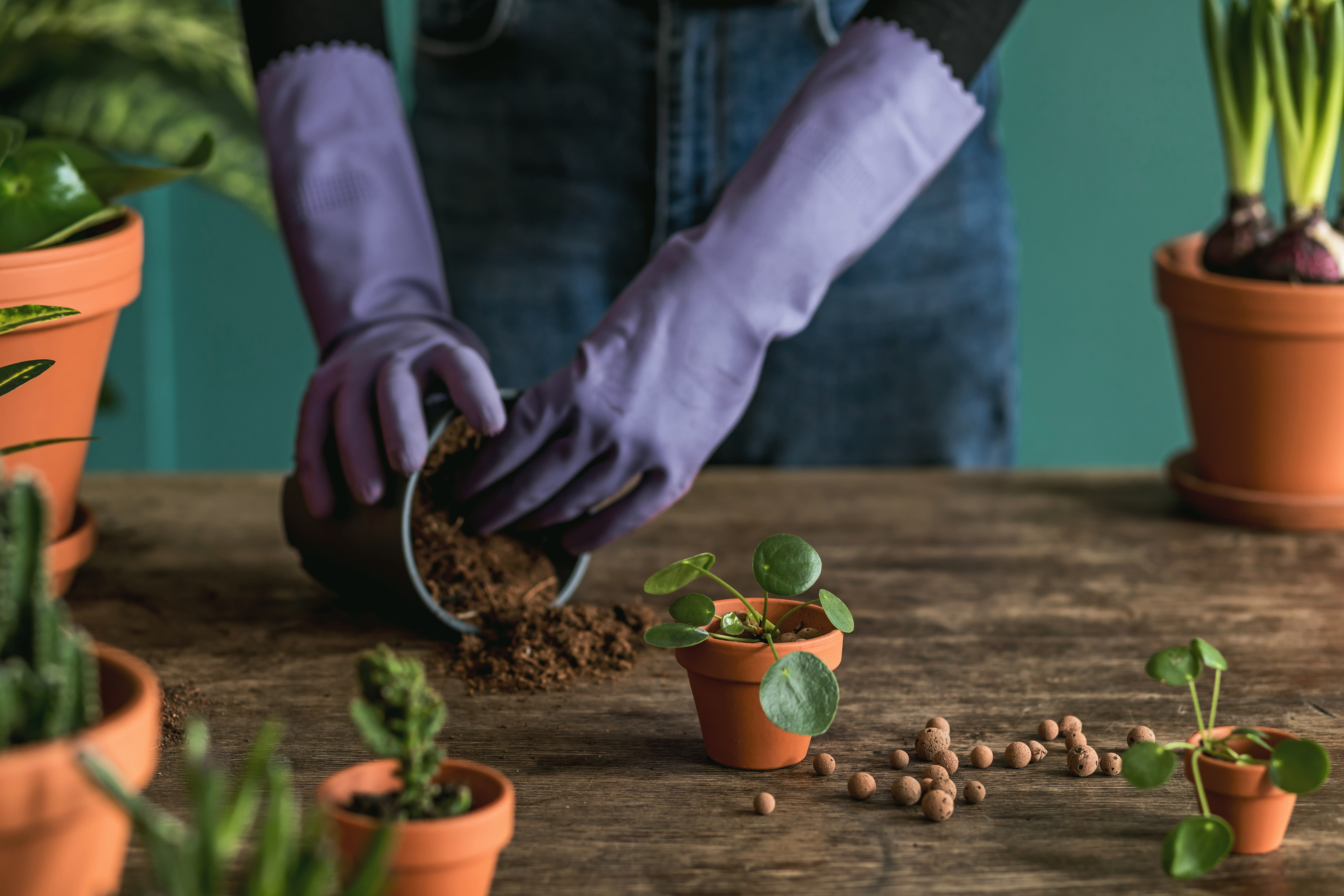 Woman gardeners transplanting plant in ceramic pots on the old wooden table. Concept of home garden. Spring time. Blossom. Stylish interior with a lot of plants. Taking care of home plants. Template.