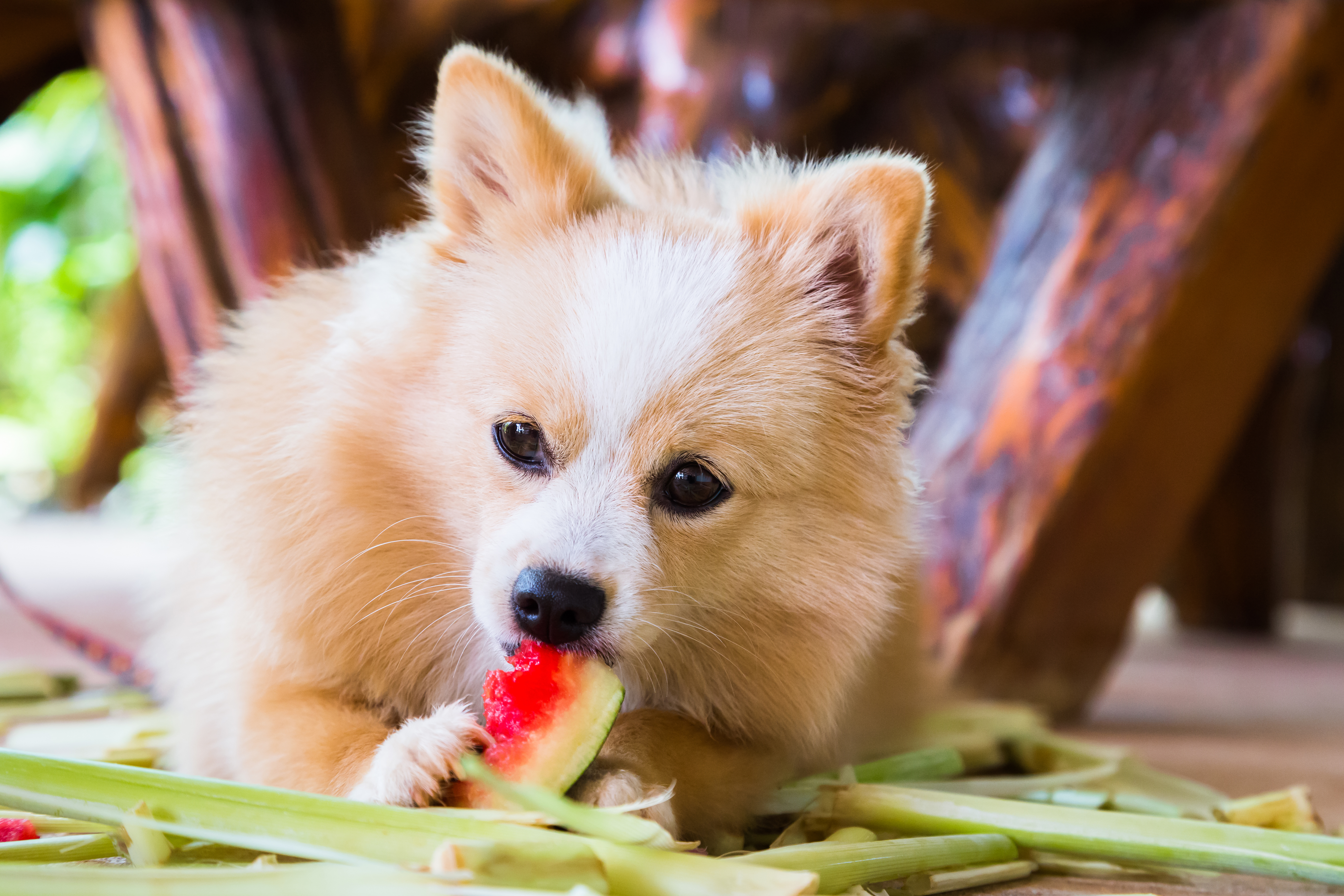 Brown dog eating watermelon with gusto.