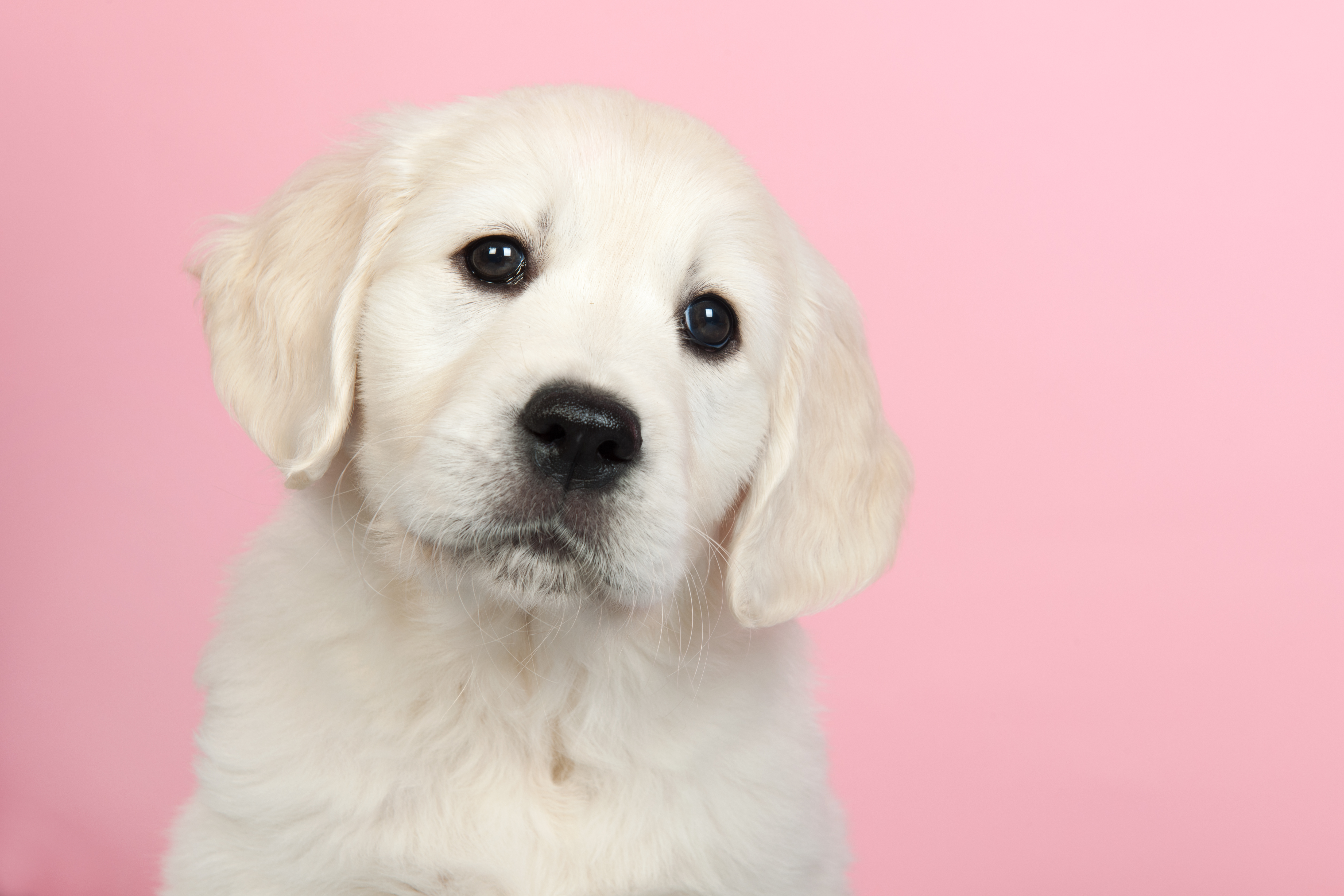 Puppy Golden Retreiver on pink background