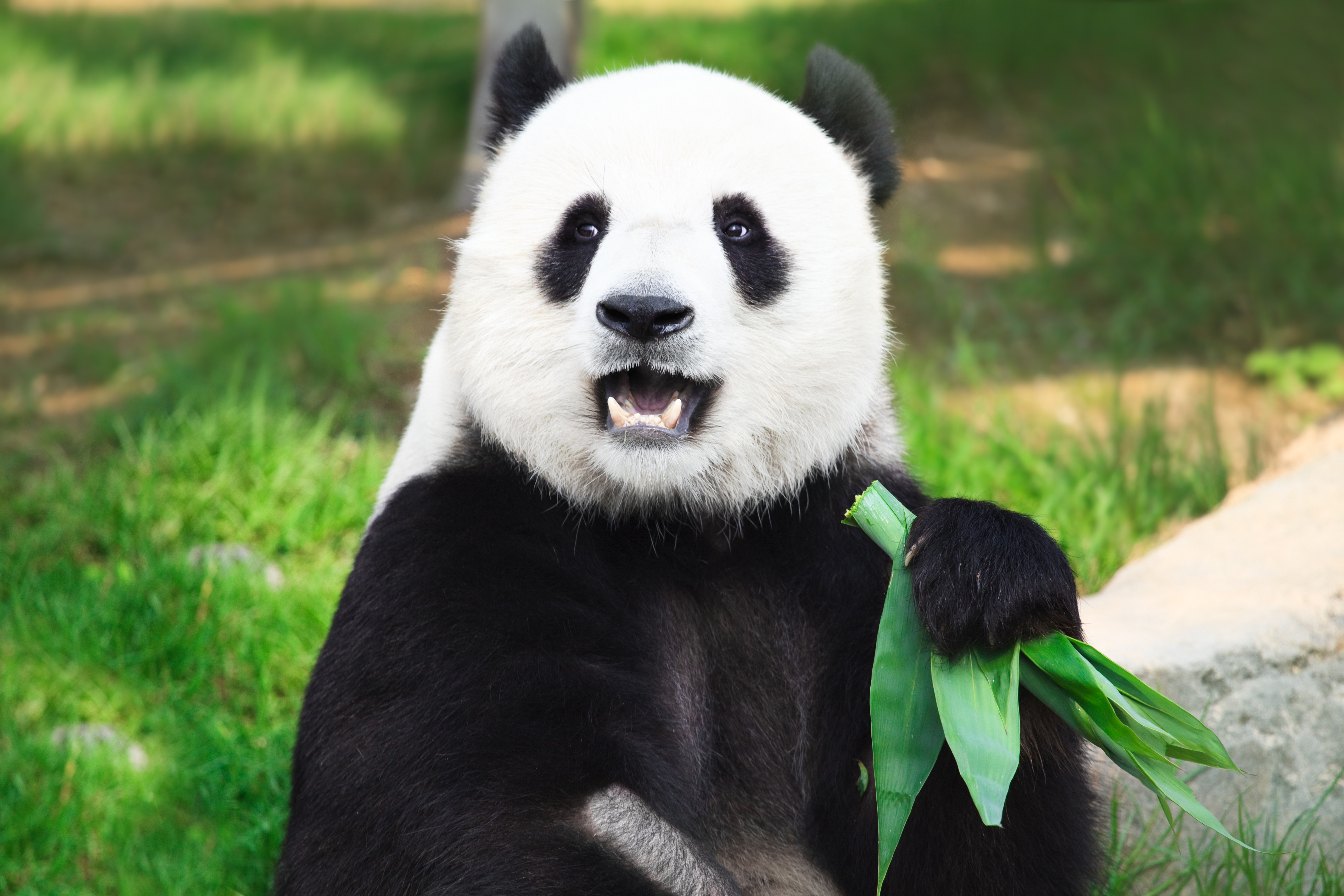 Giant panda is eating green bamboo leaf