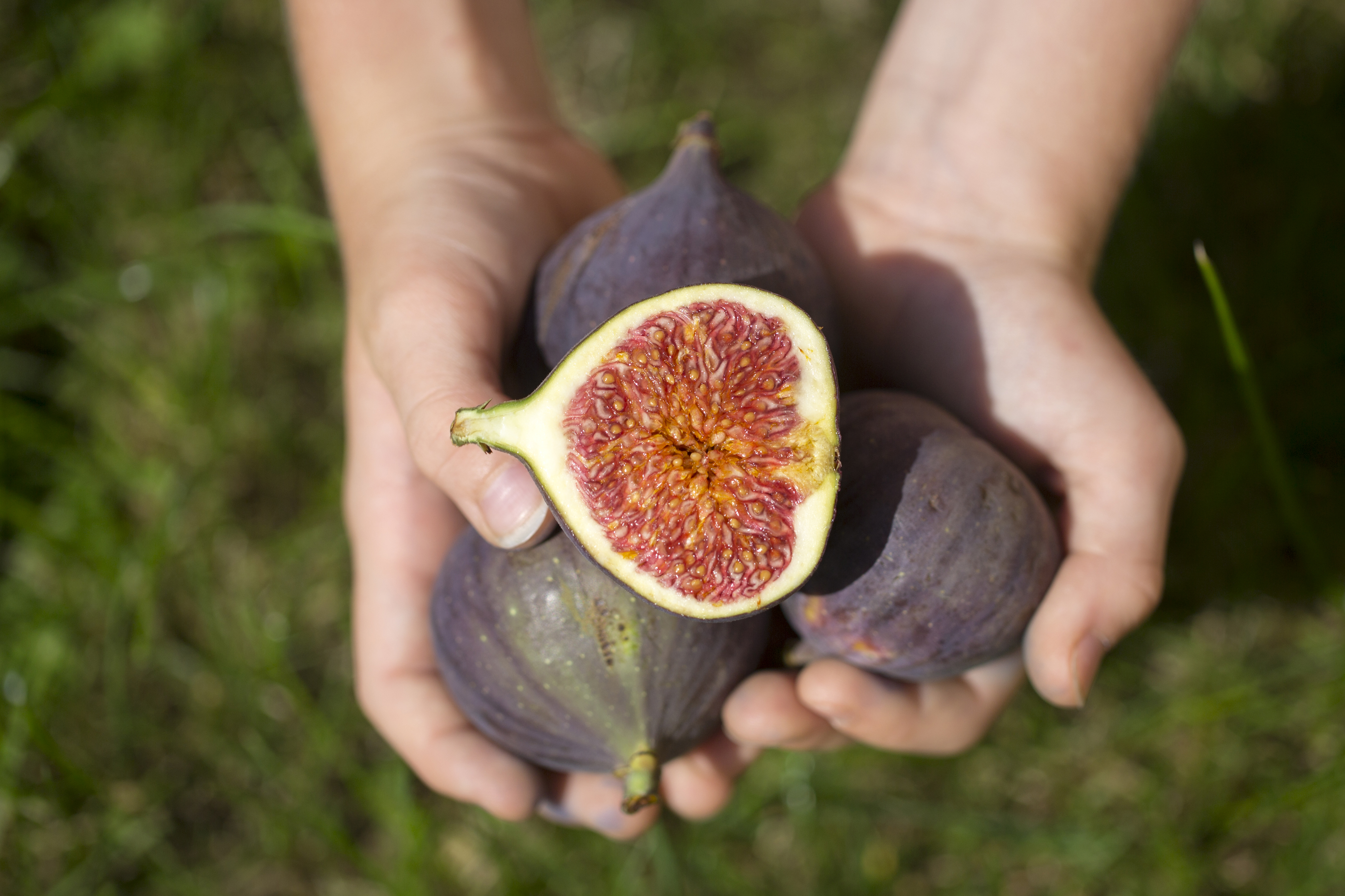 Child holding figs, close-up