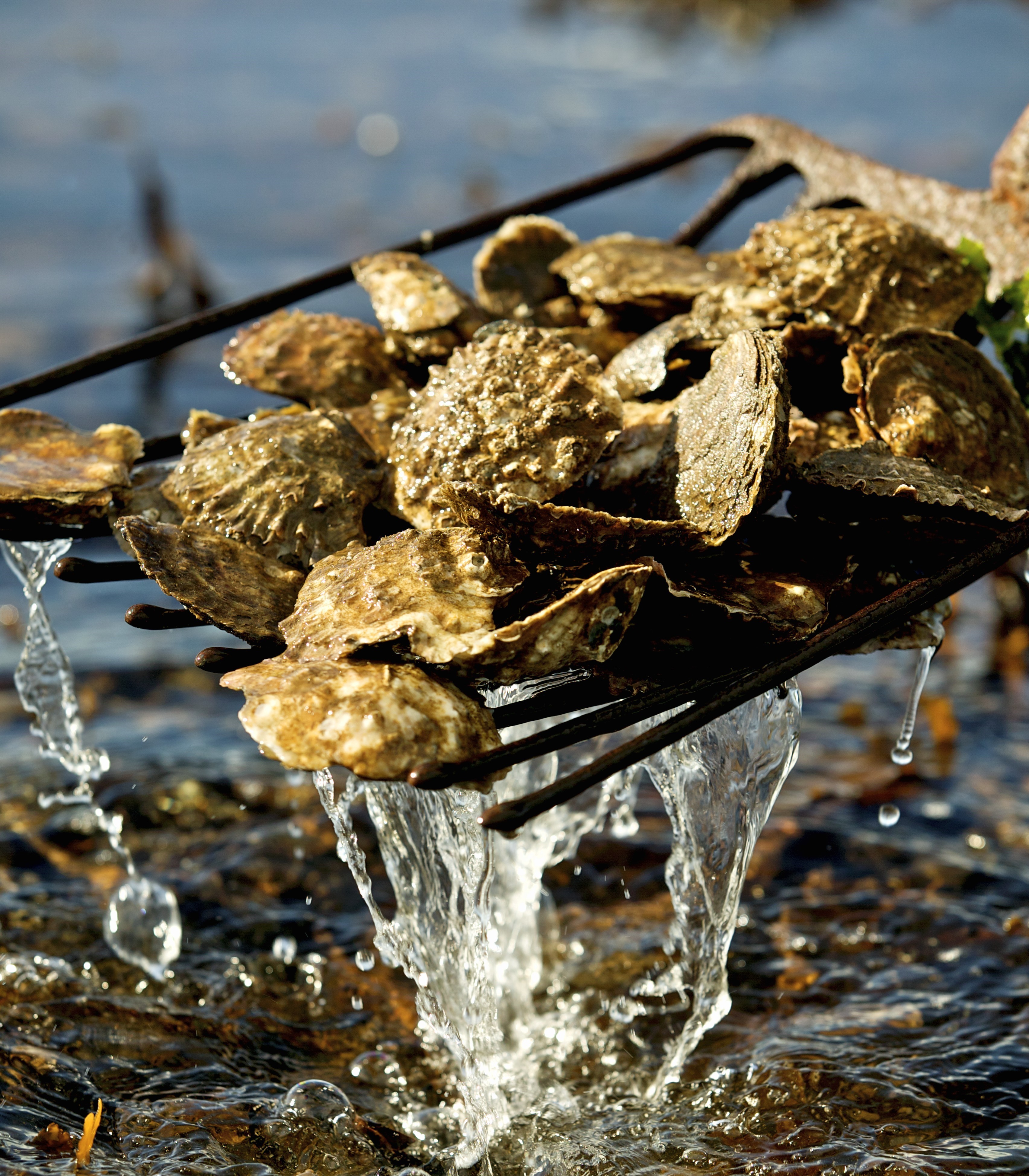 Oyster farming in Galway, Ireland