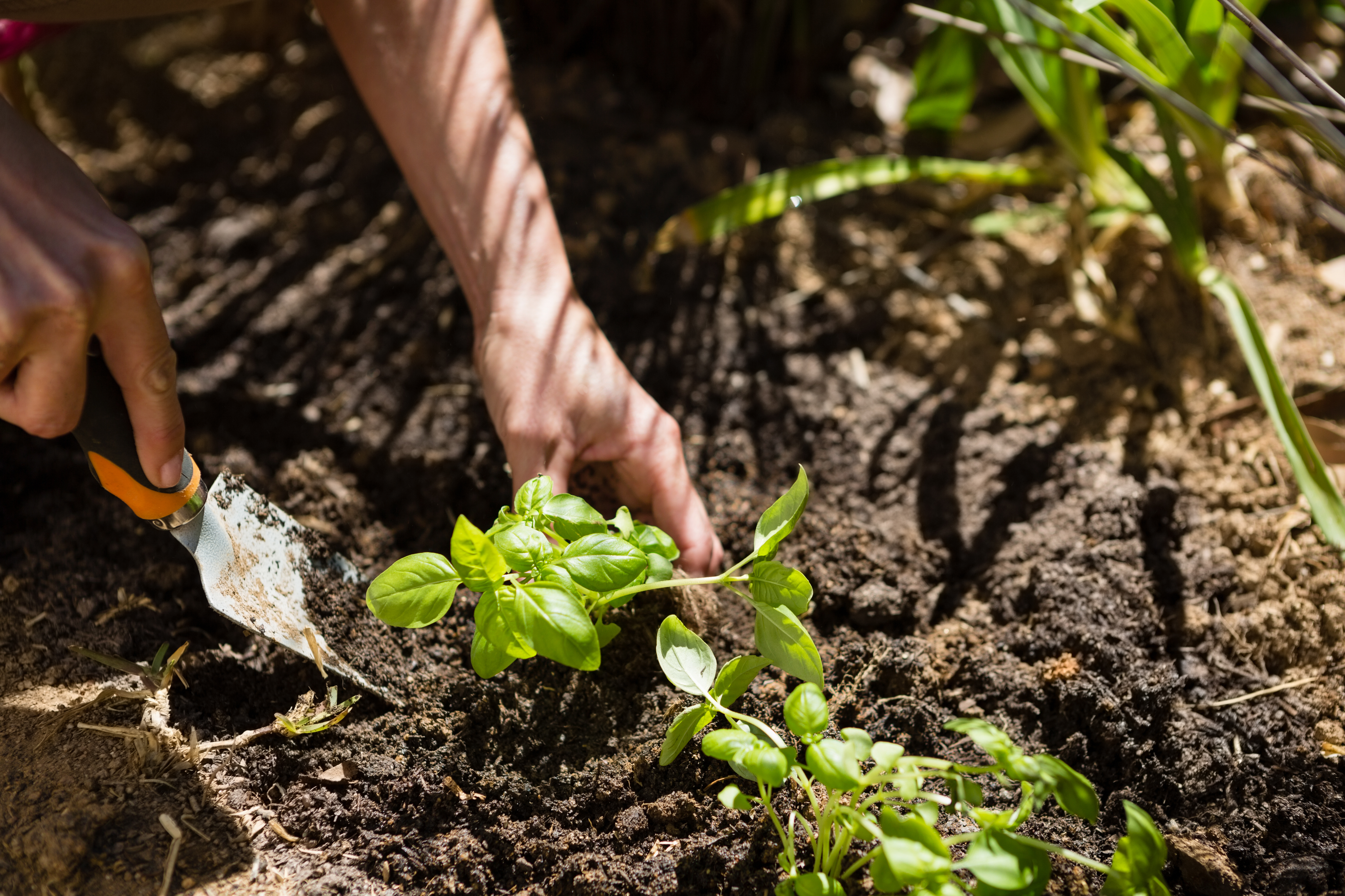 Woman planting sapling in garden on a sunny day