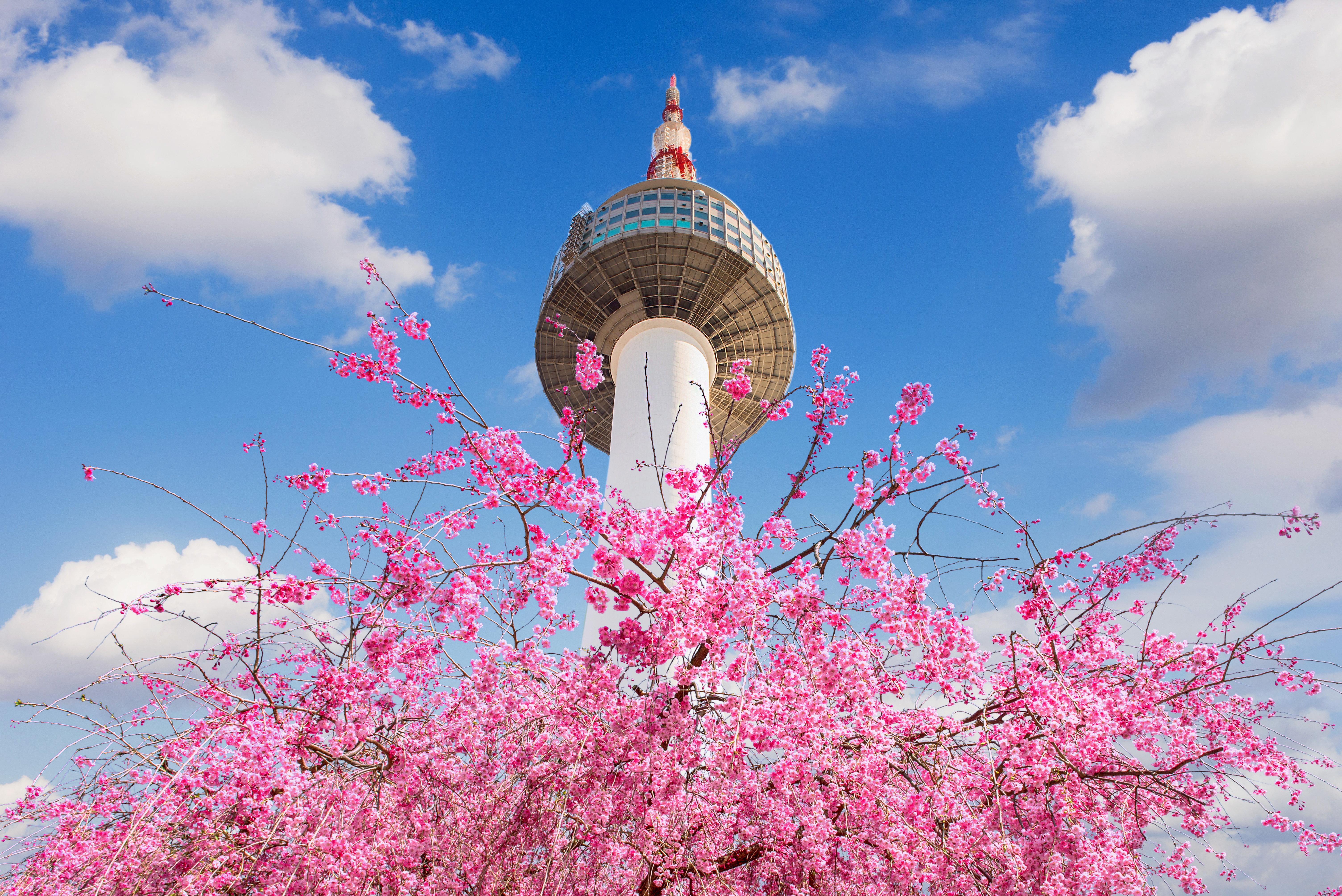 Seoul tower and pink cherry Blossom, Sakura season in spring,Seoul in South Korea.