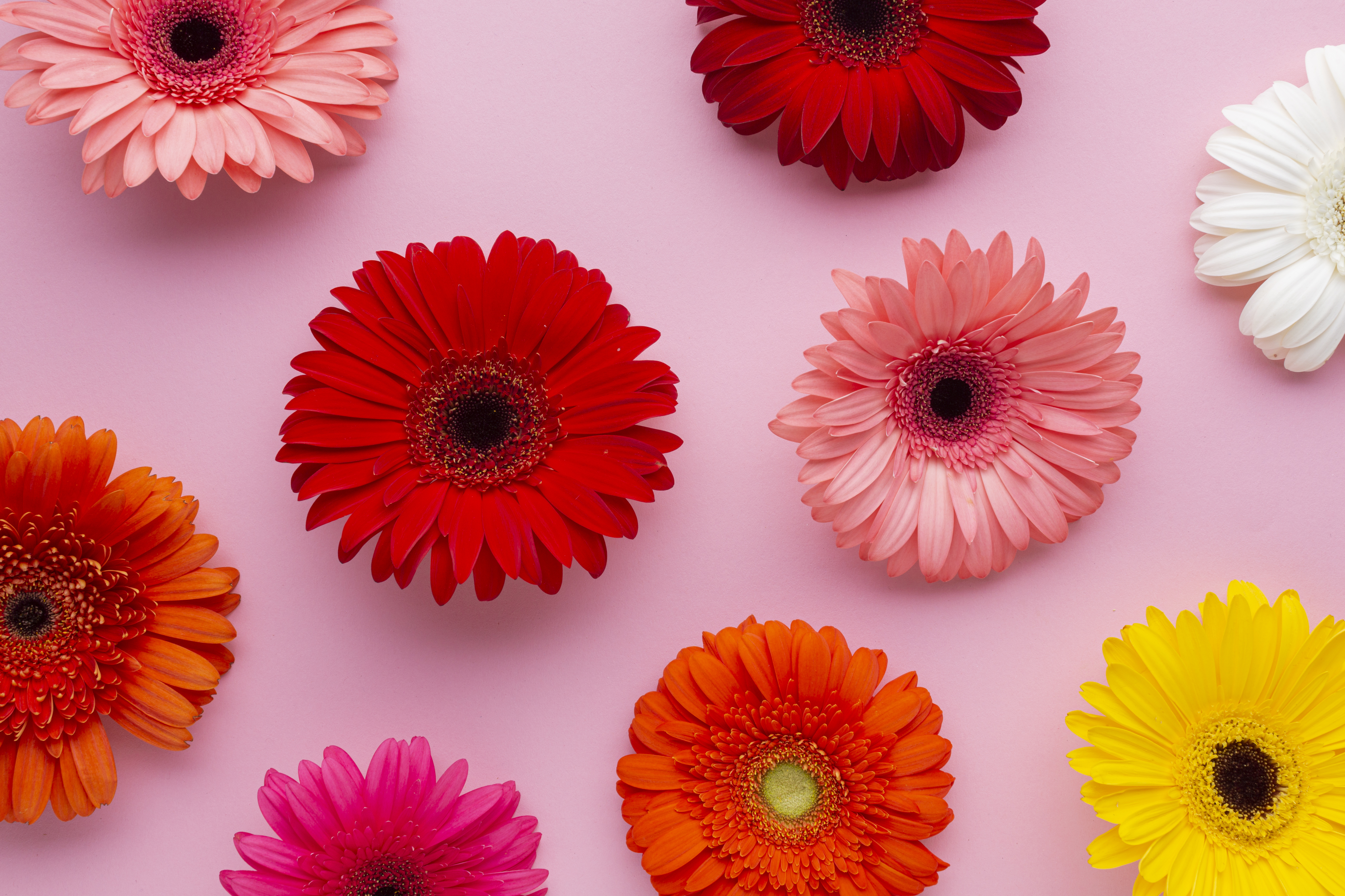 gerbera flowers pink background