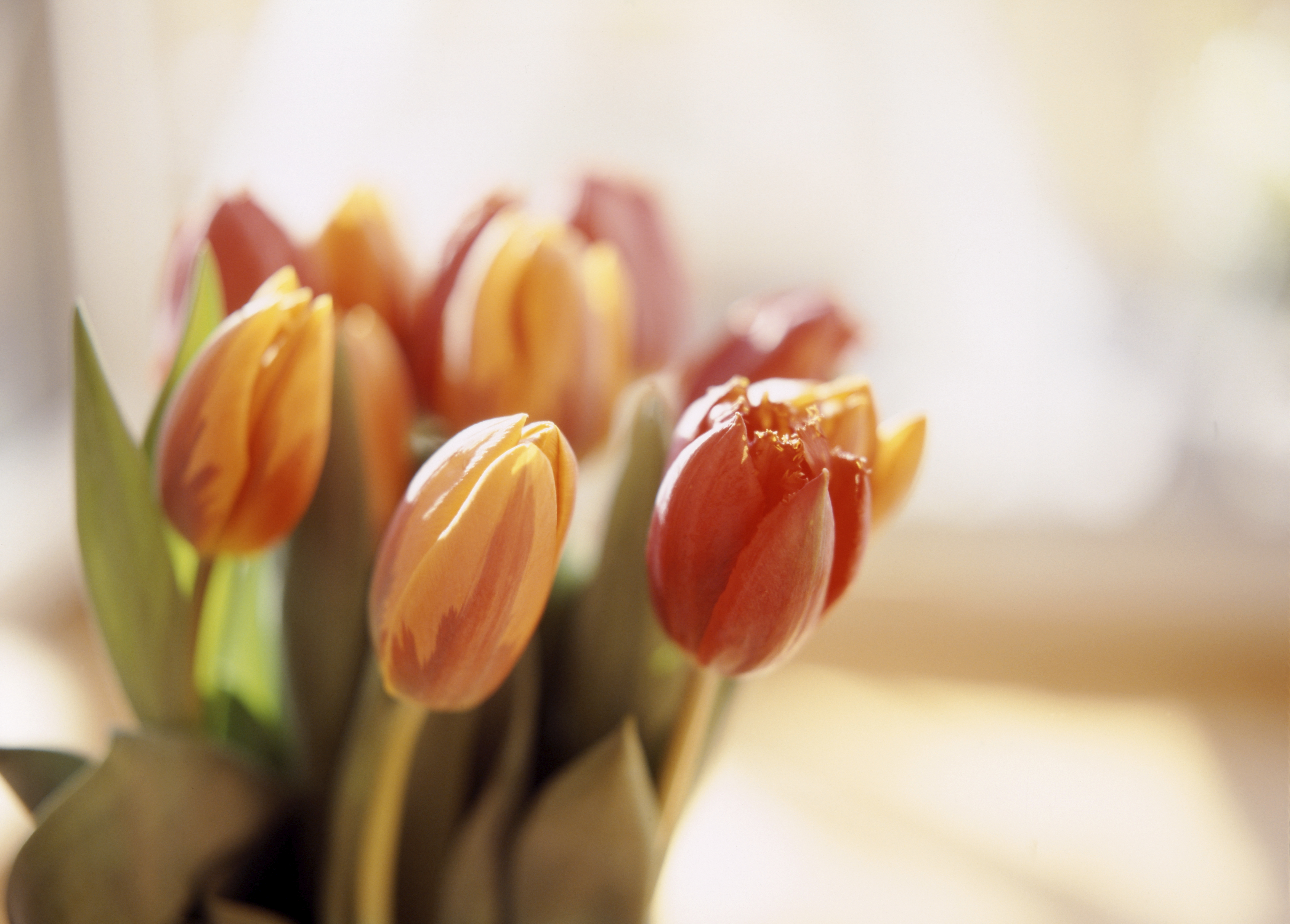Tulip flowers, close up