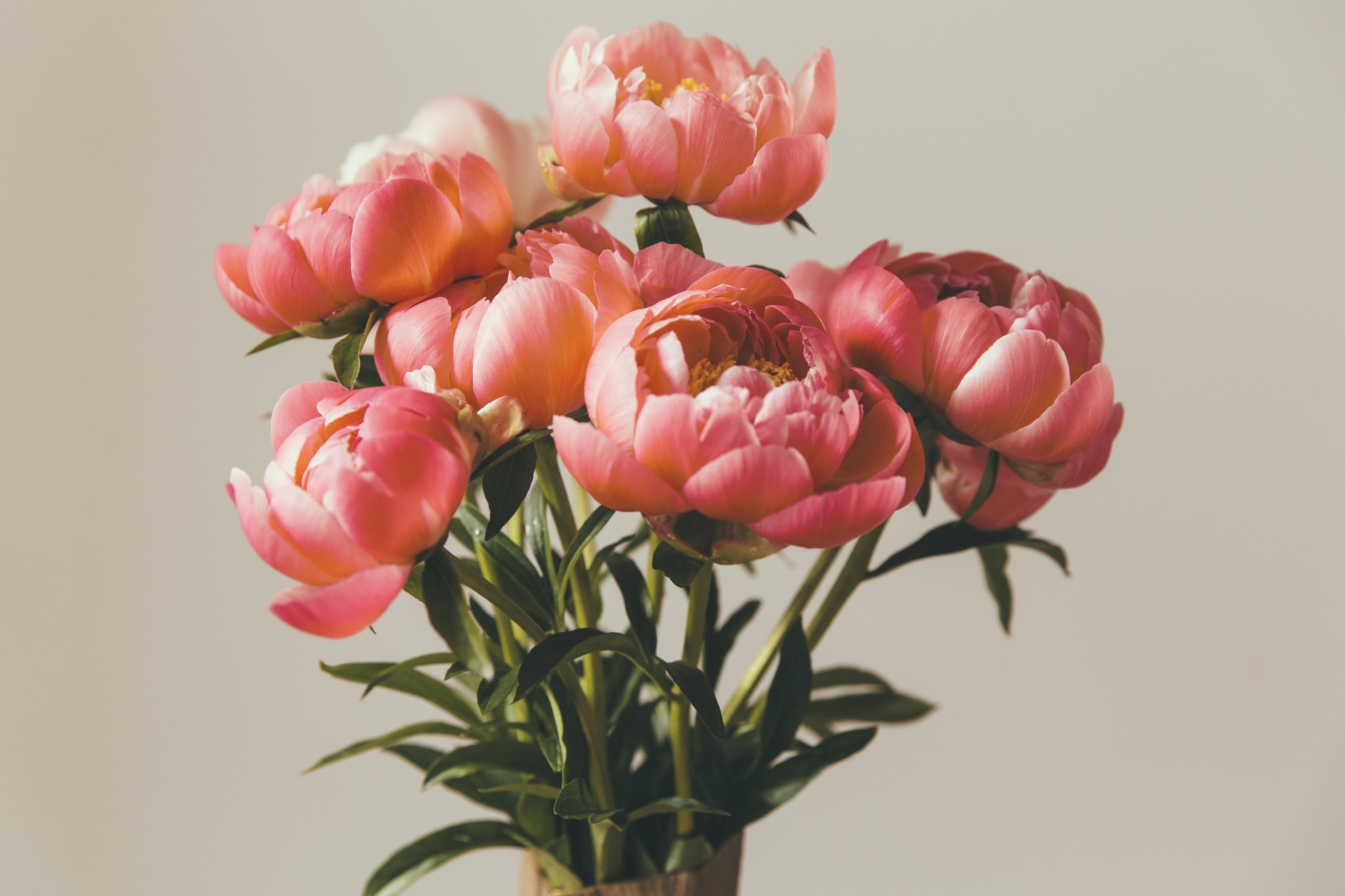 Close up of peonies