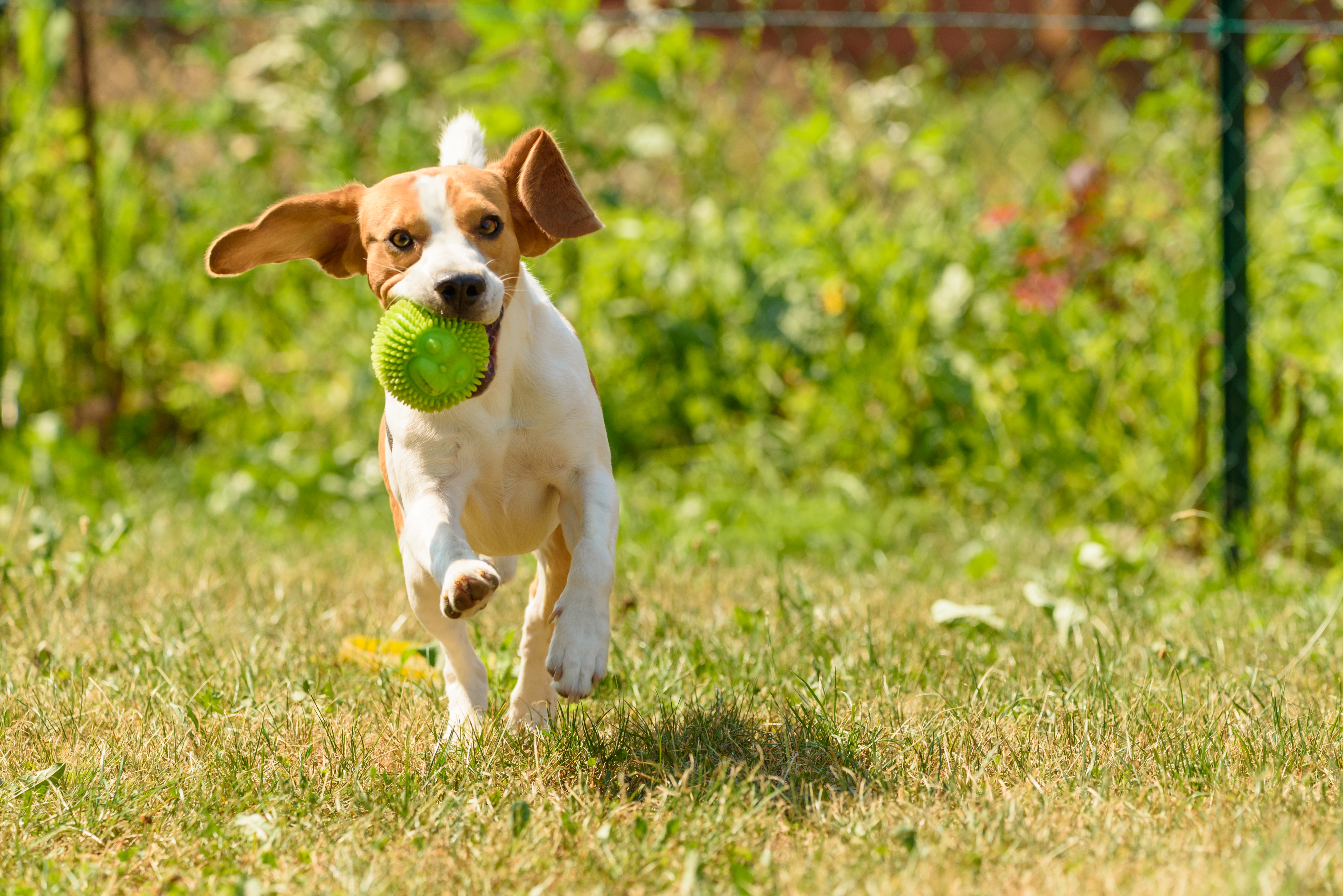 Dog run beagle jumping fun in the garden summer sun with a toy green ball