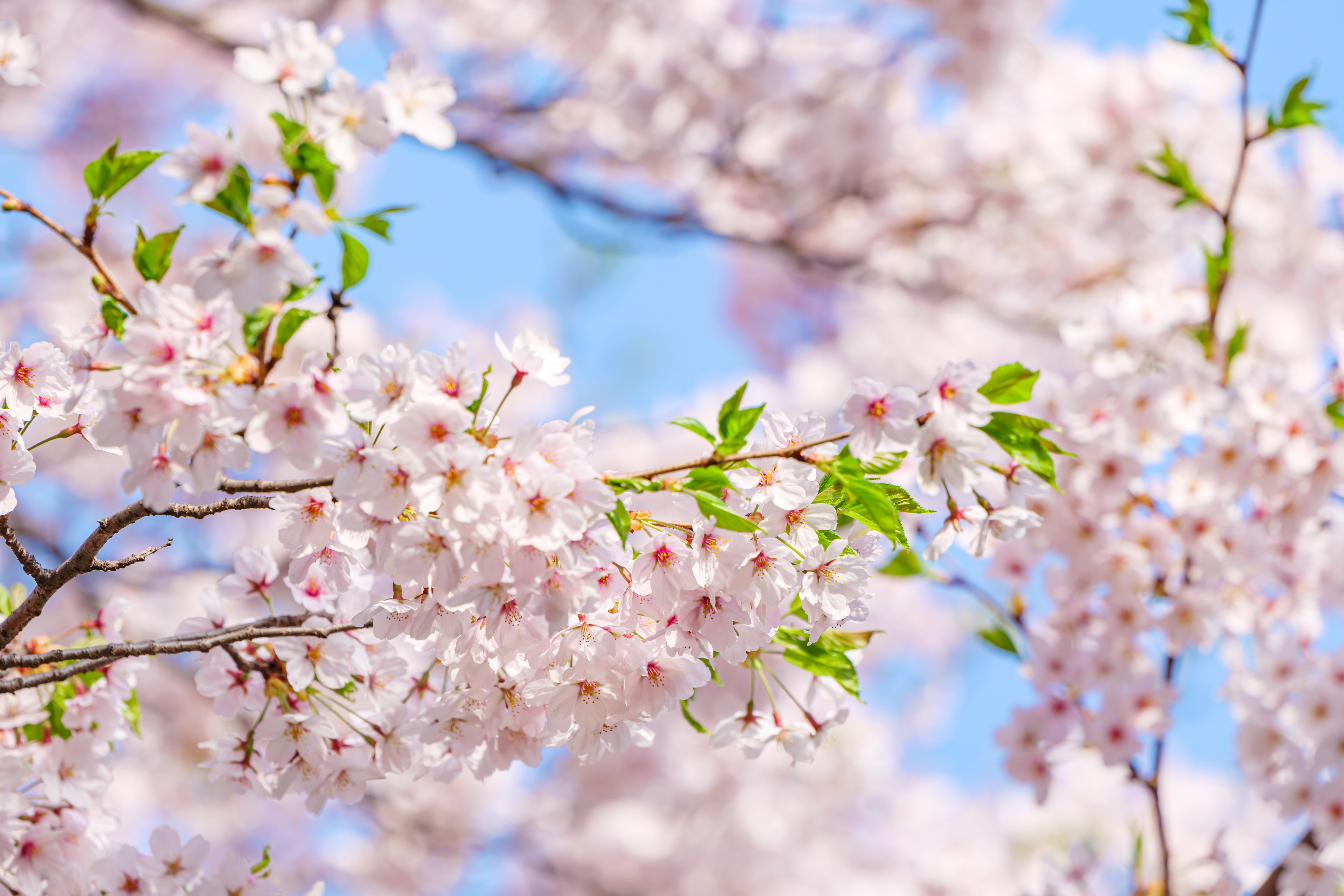 beautiful branches of pink Cherry blossoms on the tree under blue sky, Beautiful Sakura flowers during spring season in the park,